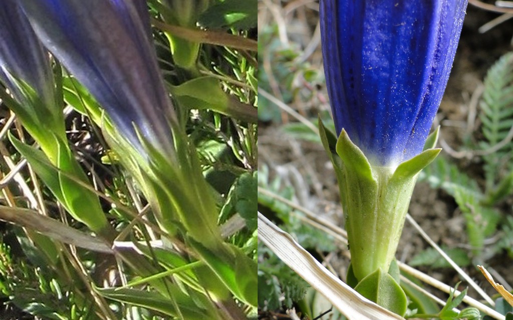 Gentiana acaulis L.